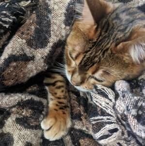 Meet your Posher, Diana